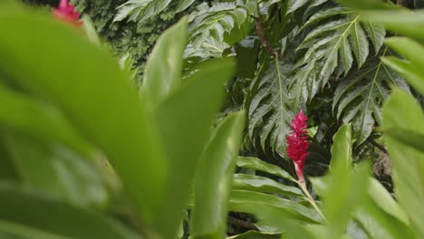 Alpinia-Purpurata,-blue-ginger,-galangal,-lengkuas-flowering