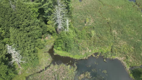 El-Dron-Orbita-Y-Se-Inclina-Hacia-Arriba-Para-Revelar-Un-Lago-Fresco-Abierto-Con-Un-Muelle-Escénico-En-El-Borde-Entre-Pantanos-Junto-Al-Bosque.