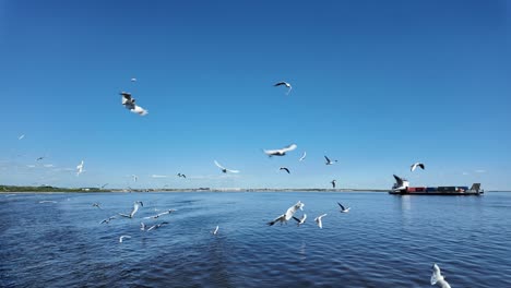 Seagulls-gracefully-soar-above-calm-waters,-capturing-the-tranquil-beauty-of-Yakutia's-natural-landscape-as-the-sun-begins-to-set