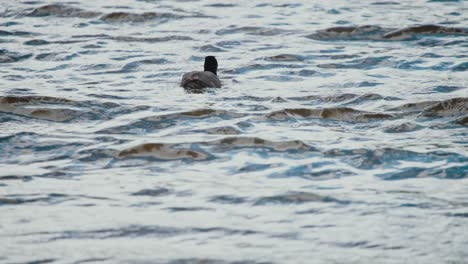 Great-Crested-Grebe-swims-through-shining-water,-Groenzoom-Netherlands,-slow-motion