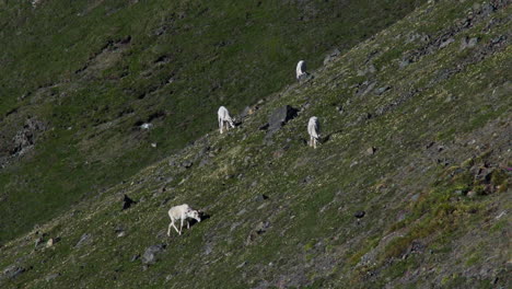 Ovejas-De-Dall-Pastando-En-Sheep-Mountain,-Parque-Nacional-Kluane,-Yukón,-Canadá---Toma-Panorámica