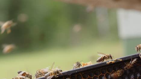 Honey-bees-walk-around-on-hive-frame-and-beekeeper-working-in-back,-closeup