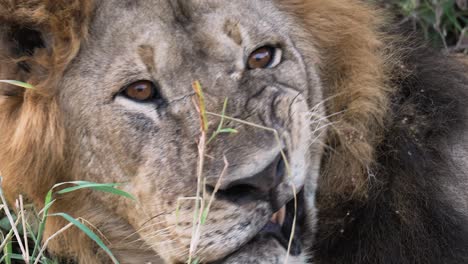 Close-up-shot-of-a-male-lion,-waking-up-growling-and-showing-teeth