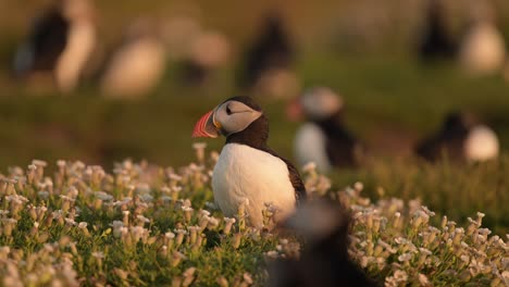 Large-Group-of-Lots-of-Puffins-in-Colony-in-Golden-Light,-Atlantic-Puffin-Birds-Portrait-in-Seabird-Colony-in-Beautiful-Sunset-Golden-Hour-Warm-Sunlight-on-Skomer-Island,-UK-Birds-and-Wildlife