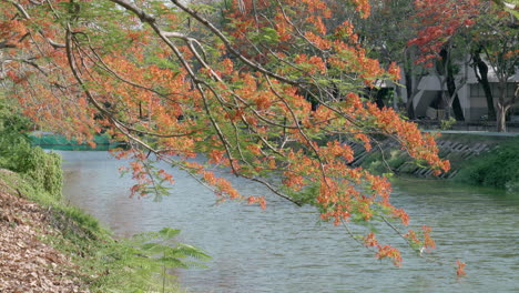 Flowering-orange-flame-tree-also-known-as-the-phoenix-flower-growing-beside-a-canal-by-the-road-in-a-suburb-in-Southeast-Asia