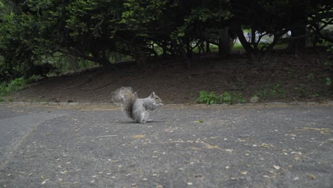 Nahaufnahme-Eines-Süßen-Kleinen-Eichhörnchens,-Das-Im-Central-Park-In-New-York-Frisst