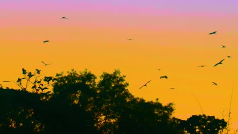 Zugvögel-Strömen-Bei-Einem-Farbenfrohen-Sonnenuntergang-Mit-Einem-Wunderschönen-Rosa-Und-Orangefarbenen-Himmel-Zu-Einem-Baum