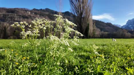 Cow-parsley-growing-at-the-edge-of-a-field-has-white-flowers-with-mesmerizing-valley-of-mountains-in-background