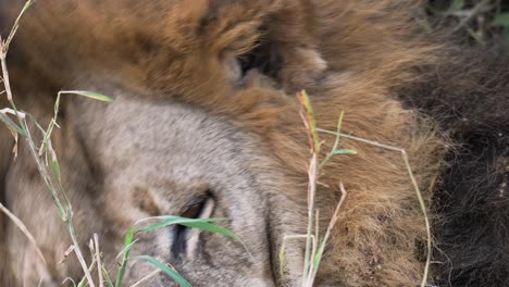 Close-up-shot-of-a-male-lion-looking-around-while-resting-in-high-grass