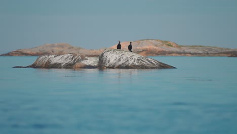 Una-Pareja-De-Cormoranes-Europeos-Posados-En-El-Afloramiento-Rocoso-Cerca-De-La-Orilla.