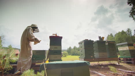 Beekeeper-apiarist-tending-to-his-beehives-with-bees-flying-around,-slomo