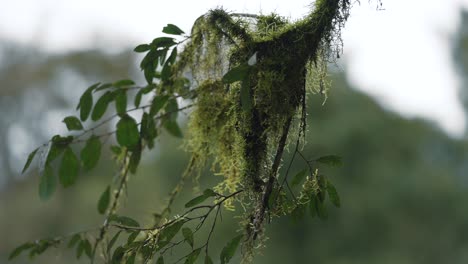 Vista-En-Cámara-Lenta-De-Una-Planta-Cubierta-De-Musgo-En-La-Selva-Amazónica.