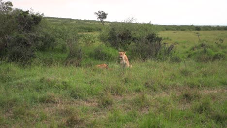 Lioness-with-a-couple-of-cubs-in-Kenya,-Africa