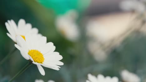 Sommerszene-Mit-Weißen-Gänseblümchen-Blumen-Vor-Einem-Unscharfen-Hintergrund