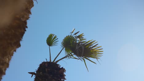 Green-palm-fronds-against-blue-summer-sky,-tropical-holiday-travel-concept