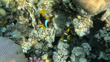 Clownfische-Im-Roten-Meer-Schützen-Ihr-Seeanemonennest-In-Hurghada,-Ägypten