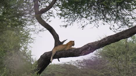 Wunderschöner-Leopard-Ruht-Auf-Einem-Baum-In-Einem-Nationalpark-In-Tansania