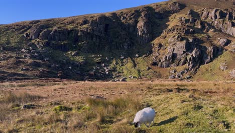 Una-Oveja-Solitaria-Y-Peluda-Pasta-En-La-Pradera-De-Las-Montañas-De-Comeragh,-En-Irlanda