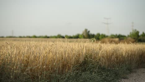 Toma-Panorámica-De-Un-Campo-De-Trigo-Dorado-Meciéndose-Con-El-Viento-Y-Con-Campos-Verdes-Al-Fondo