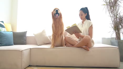 Portrait-of-cute-dog-lying-on-the-gray-couch-sticking-out-tongue-in-living-room-at-home-near-girl-woman-reading-book-shakes-hands,-happy-golden-retriever-resting-near-window,-modern-house-interior