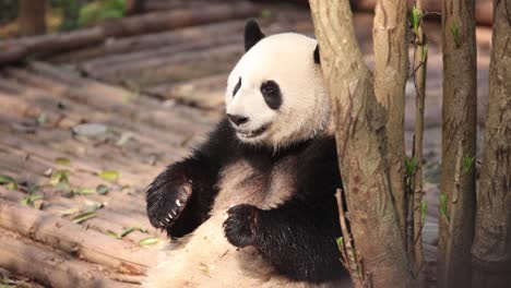 Playful-panda-resting-against-a-tree-in-a-serene-bamboo-forest-during-daytime