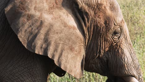 Close-up-shot-of-an-Elephant-eating-in-Tarangire-National-Park,-Tanzania