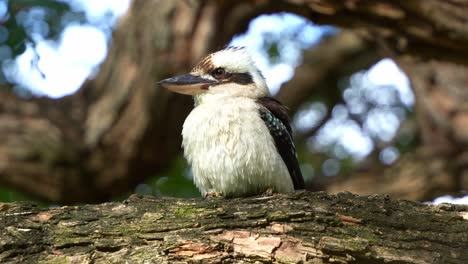 A-wild-Laughing-kookaburra,-dacelo-novaeguineae-perched-on-tree,-bill-wiping-against-the-branch,-cleaning-and-grooming-its-bill,-close-up-shot-of-Australian-native-bird-species