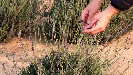 Farmer-inspecting-and-sampling-the-blooming-Lavender-heads,-ensuring-flower-quality-and-crop-yield,-in-a-rural-farm-life