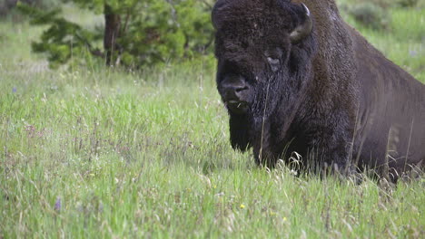 Amerikanischer-Bison,-Männlich,-Legt-Sich-Hin,-Nahaufnahme,-Zeitlupe