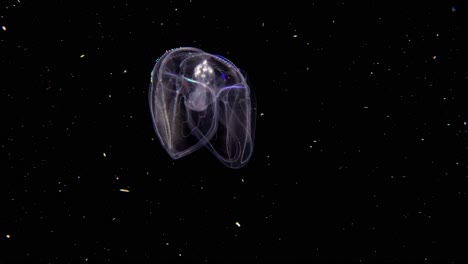 Winged-Comb-Jelly-ctenophore-with-light-refracting-off-the-cilia-,-as-it-moves