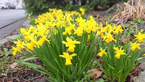 Hermosos-Narcisos-Amarillos-En-Primavera