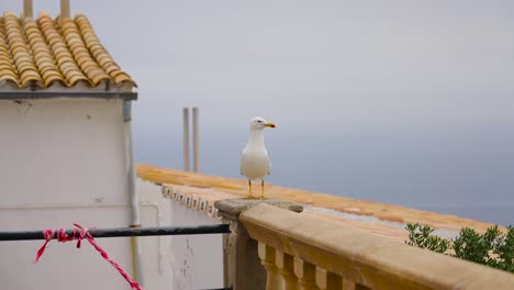 Alone-seagull-stand-on-concrete-balcony-railing-and-look-around,-Mallorca