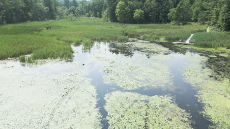 Aerial-dolly-over-water-chestnut-plants-at-edge-of-marsh-as-people-sit-on-dock,-Lake-Fitzgerald-Northampton-Massachusetts