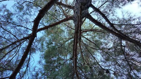 Gaze-upward-through-the-tangled-branches-of-towering-pines,-enjoying-the-serene-beauty-of-Crimea's-lush-forest-under-a-vibrant-sky