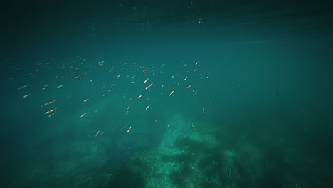 An-underwater-view-of-a-rocky-coastline,-with-a-school-of-small-fish-swimming-near-the-rocks