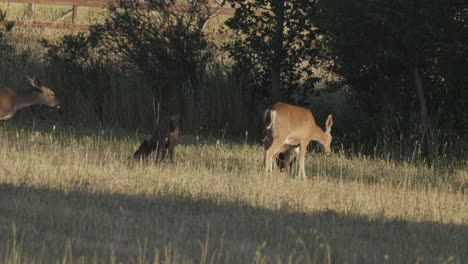 A-group-of-deer-grazes-peacefully-in-a-park-at-Point-Reyes-National-Seashore,-California,-United-States