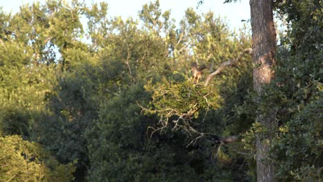 Ein-Rotschwanzbussard-Fliegt-Vom-Baum-Herunter