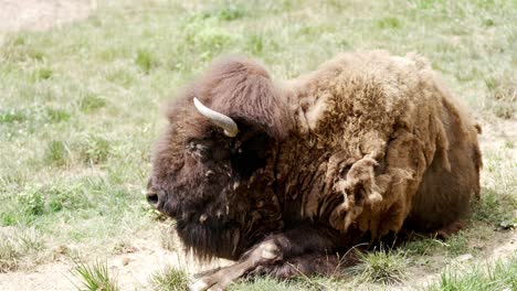 A-horned-buffalo-rests-on-grassy-terrain-in-slow-motion