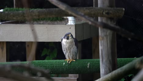 Zoomed,-slightly-shaky-slow-motion-footage-through-branches-shows-a-falcon-in-a-zoo-enclosure