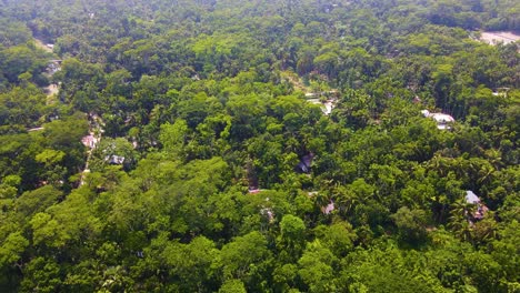 Aerial-view-of-indigenous-village-houses-surrounded-by-forest-with-green-trees