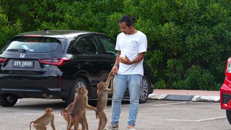 A-man-in-a-parking-lot-feeds-a-group-of-southern-pig-tailed-macaques-,-who-eagerly-reach-up-for-the-food,-close-up-shot