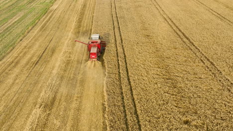 Cosechadora-Trabajando-En-Un-Vasto-Campo-De-Trigo-Dorado