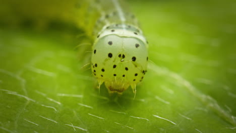 Green-caterpillar-on-leaf,-macro-nature