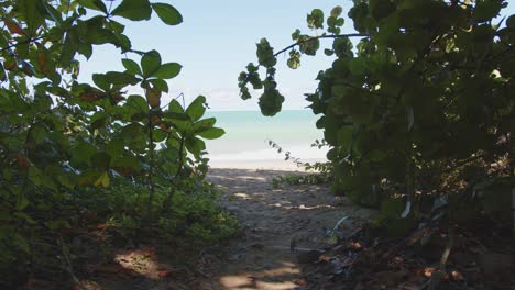 Jungle-pathway-leading-to-exotic-ocean-coastline