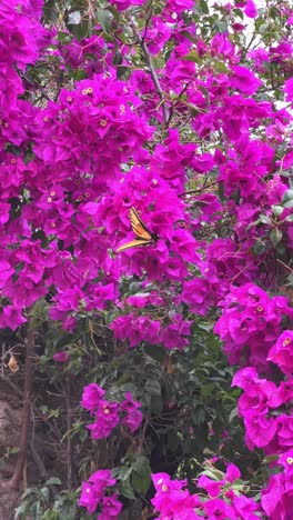 Wunderschöner-Schmetterling,-Der-An-Diesem-Ort-Der-Farben-Tanzt-Und-Fliegt