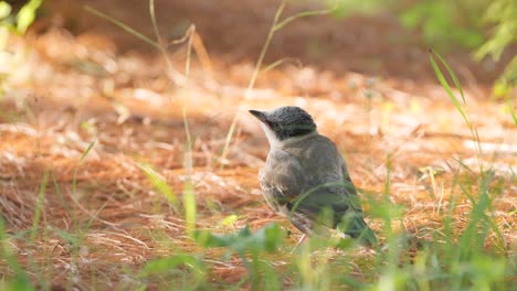 Azure-winged-magpie-chick-nestling-bird-foraging-pecking-ground-in-the-grassy-meadow-at-sunset-close-up