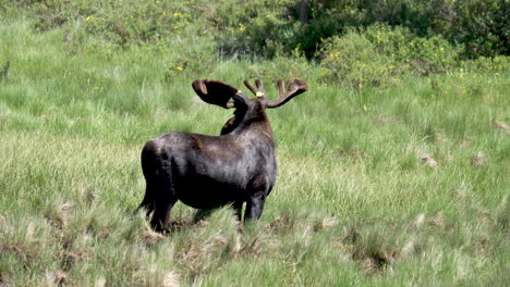 Grazing-wild-moose-spotted-in-grassy-field-in-Kenosha-Pass-Colorado