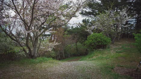 Cherry-blossoms-in-full-bloom-on-a-tranquil-path-in-Saikazaki,-Japan