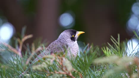 Close-up-shot-of-a-wild-noisy-miner,-manorina-melanocephala-perched-on-the-branch-on-a-windy-day,-wondering-around-and-staring-at-the-camera,-alerted-by-the-surroundings