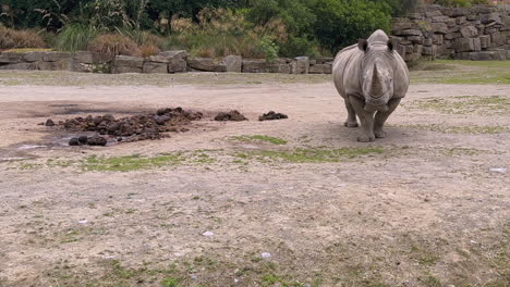 Breitmaulnashorn-Steht-Still-Und-Blickt-Direkt-In-Die-Kamera,-Zuckt-Mit-Dem-Rechten-Ohr